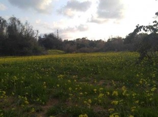 למכירה במכמורת מוקף מרחבים- לא אקטואלי