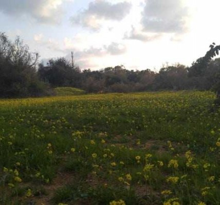 למכירה במכמורת מוקף מרחבים- לא אקטואלי