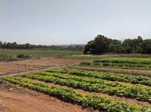 יש לנו לקוחות שמחפשים וילה למכירה ברמות השבים