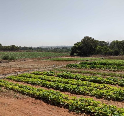 יש לנו לקוחות שמחפשים וילה למכירה ברמות השבים