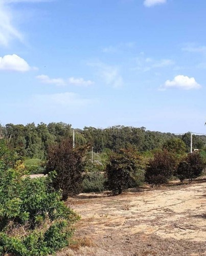 סביבת חופית והשמורה